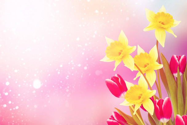 Fleurs printanières tulipes et jonquilles. Paysage printanier. - Photo, image