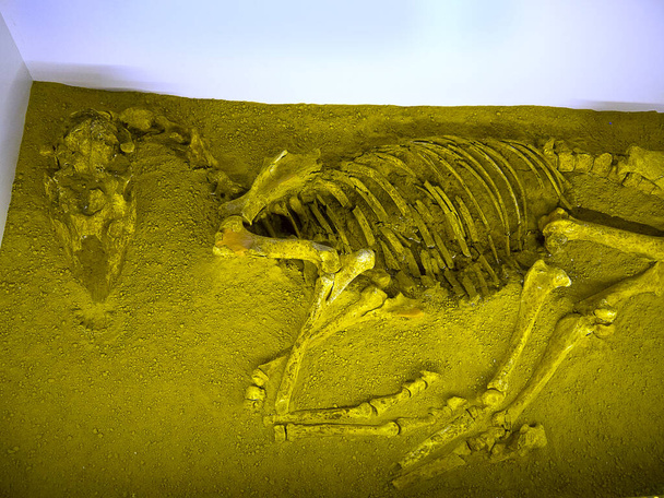Squelette ancien d'un cheval exposé au Palazzo della Ragione à Padoue Italie. - Photo, image