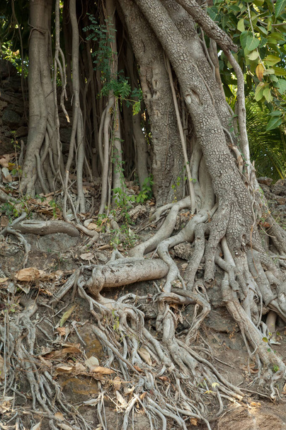 Tronco y raíces aéreas de una higuera Ficus sp. Gujarat. India. - Foto, Imagen