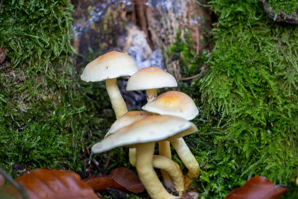 木の切り株、タウヌス、ドイツで栽培されているハイフォロマ・ファシケア真菌 - 写真・画像