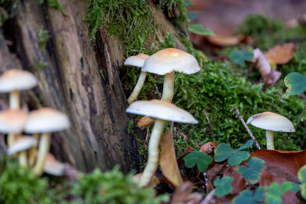 Hypholoma fasciculare grzyb rośnie na pniu drzewa, tężec, niemcy - Zdjęcie, obraz