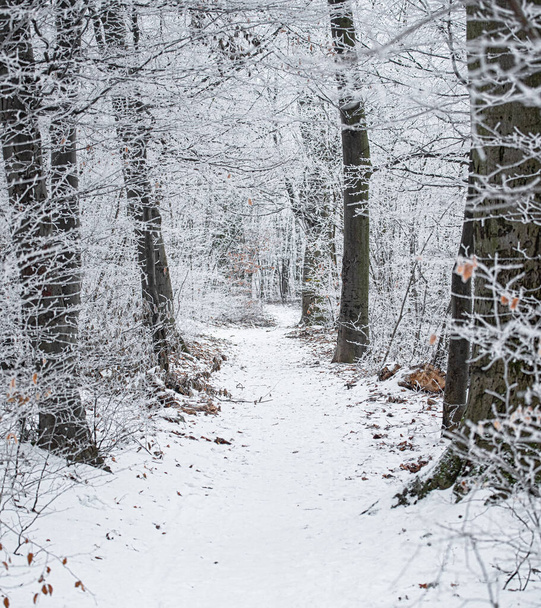 Nice winter scene in the forest - Zdjęcie, obraz