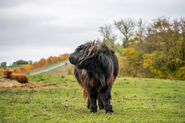 Długowłosy długowłosy czarny góralski bydło na łąka w hesja, niemiecki - Zdjęcie, obraz