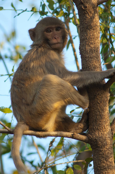 Joven macaco rhesus Macaca mulata en un árbol. - Foto, imagen