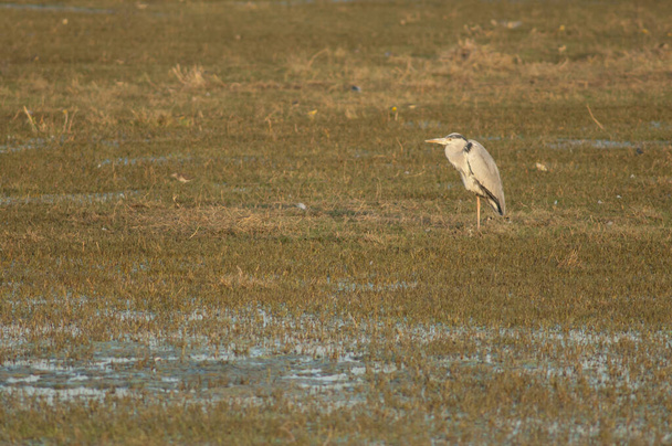 Grey heron Ardea cinerea in a meadow. - Photo, Image
