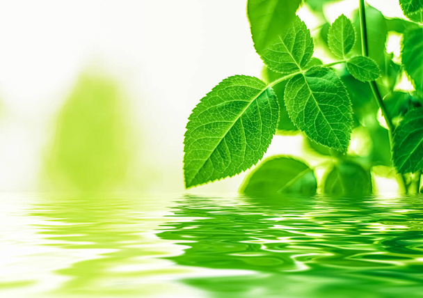 Yeşil yapraklar ve kaynak suyu, eko doğa ve biyoenerji arka planı - Fotoğraf, Görsel