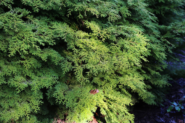 Ярко-зеленые ветви туи, освещенные солнечным светом, крупным планом на природе - Фото, изображение