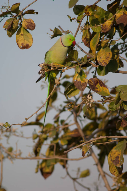 Psittacula krameri macho con anillos de rosa comiendo en un árbol. - Foto, imagen