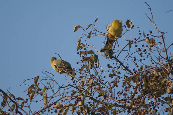 Желтоногие зелёные голуби Treron phoenicoptera на дереве. - Фото, изображение