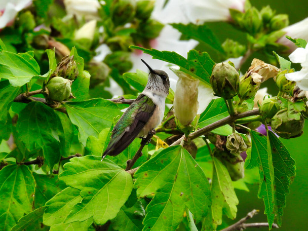Ruby-Throated Hummingbird Perched on a Branch Surround by Green Leaves and Hibiscus Flower Buds as Young Male Hummingbird Looks Up Showing Red Feathers Starting to Grown In on Throat on Summer Day - Photo, Image