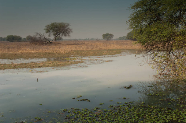 Lagoon in Keoladeo Ghana National Park at Bharatpur. - Photo, Image
