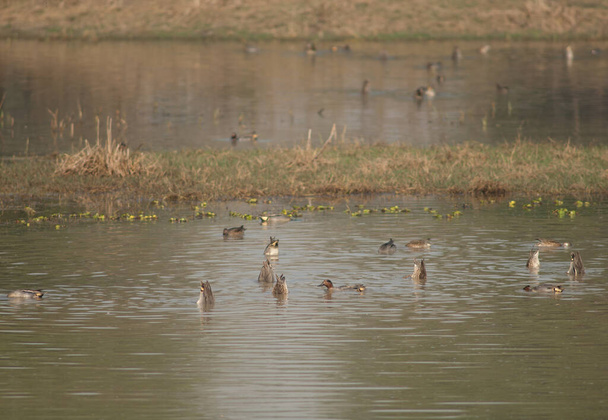 Teals comunes Anas crecca alimentación en una laguna. - Foto, imagen