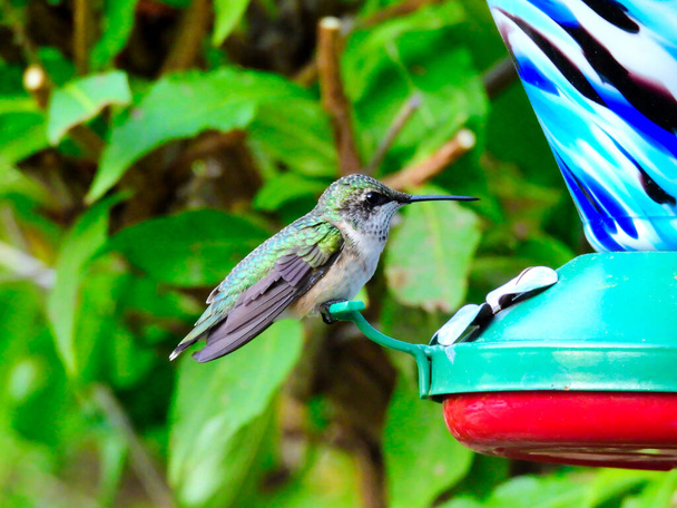 Ruby-Throated Hummingbird Perched on a Nectar Bird Feeder Surrounded by Green Leaves on a Sunny Summer Day - Photo, Image