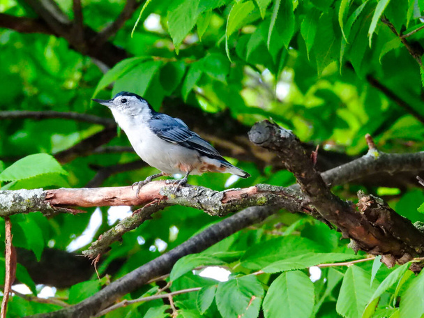 White-Breasted Nut Hatch Bird Perched on a Tree Branch Surrounded by Bright Green Leaves on a Beautiful Summer Sunny Day - 写真・画像