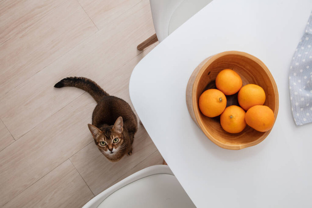 Top view of fresh mandarin oranges or tangerines in the wooden bowl on the white table. and a hungry cat under the table wanting to eat in the kitchen - Foto, immagini
