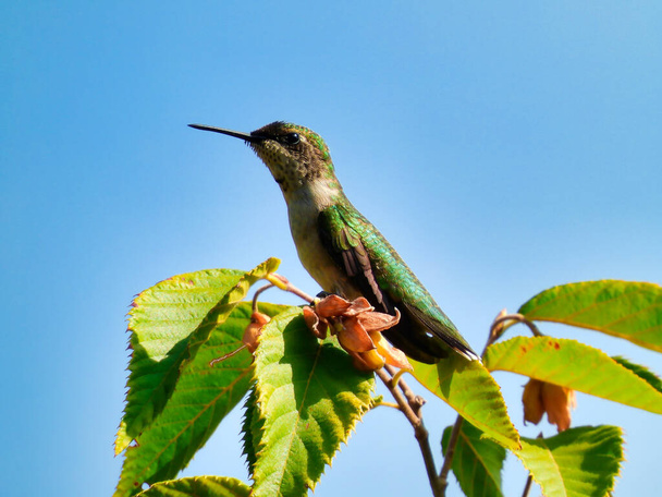 Rubinroter Kolibri thront auf einer Baumkrone mit grünen Blättern an den Zweigen, die seinen Hals ausstrecken, während im Hintergrund ein strahlend blauer Himmel seine schillernden grünen und weißen Federn zeigt. - Foto, Bild