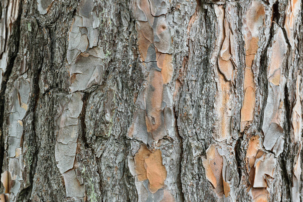 Loupaná struktura kmene stromu (šedá a oranžová). - Fotografie, Obrázek
