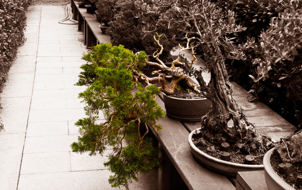 bonsai inclinato
 - Foto, immagini