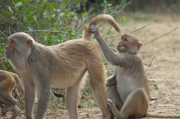 Rhesus macaques Macaca mulatta pielęgnacja w Parku Narodowym Keoladeo Ghana. - Zdjęcie, obraz