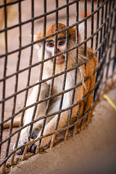 Näkymä häkissä olevasta apinasta. Luonnonvaraisten eläinten ja kasvien laittoman kaupan ongelma. eläintarhassa olevat eläimet - Valokuva, kuva