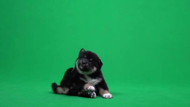 Shiba Inu Dog hraje. Pozadí zelené obrazovky. Japonský pes na zelené obrazovce. - Záběry, video