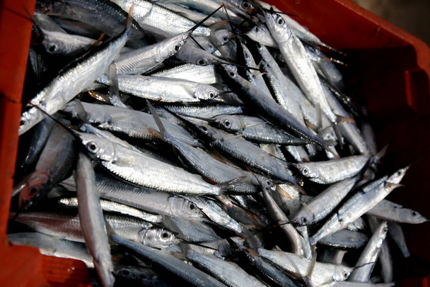 Salvador, bahia, brazil - december 21, 2020: agulhinha fish можна побачити в ремісничому рибальському човні на пляжі Ітапуа, в місті Сальвадор..  - Фото, зображення