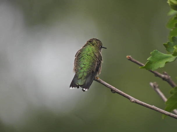 Ruby-Throated Hummingbird Isolated on Bush Stem Fluffing Green Iridescent Feathers on Back Facing Away with Green Blurred Background - Photo, Image