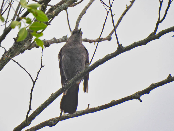 Pájaro gatuno gris posado en la rama en un día nublado mirando hacia adelante pico arriba y hacia fuera - Foto, Imagen