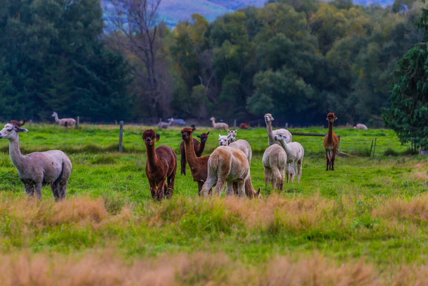 The llamas graze on a green meadow. Great Journey to the South Island, New Zealand. Concept of active and ecological tourism - Foto, afbeelding