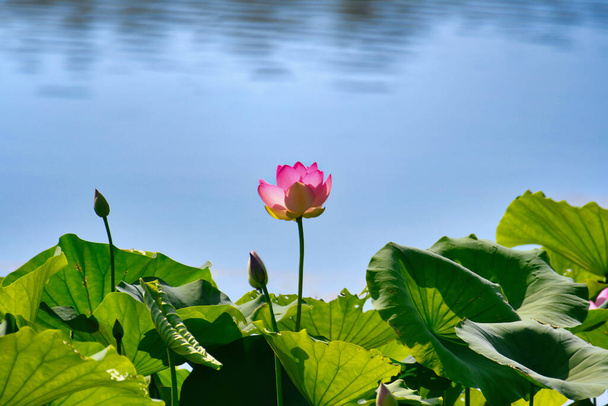 Enkele bloeiende roze waterlelie stijgt boven grote en weelderige groene bladeren met kalme blauwe water op de achtergrond - Foto, afbeelding