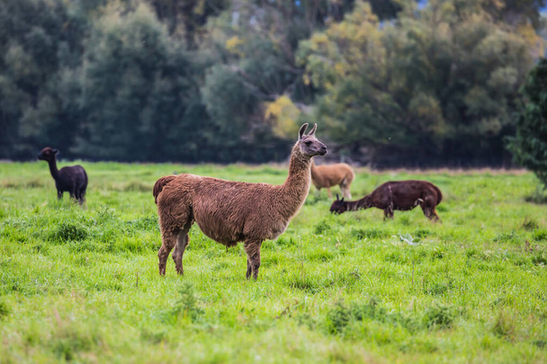 Herd of brown and black lamas after a haircut is grazed on a green lawn. The concept of exotic, ecological and photo tourism. Animal breeding farm for wool and meat - Photo, image