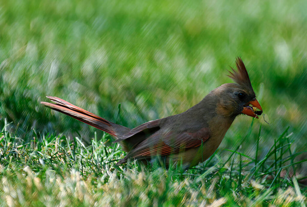Weibliches Nördliches Kardinalvogelprofil, während sie auf dem Boden im Gras sitzt und Sonnenblumenkerne mit leuchtenden orangefarbenen, roten und braunen Federn und schönen Streifen auf Flügelfedern isst - Foto, Bild