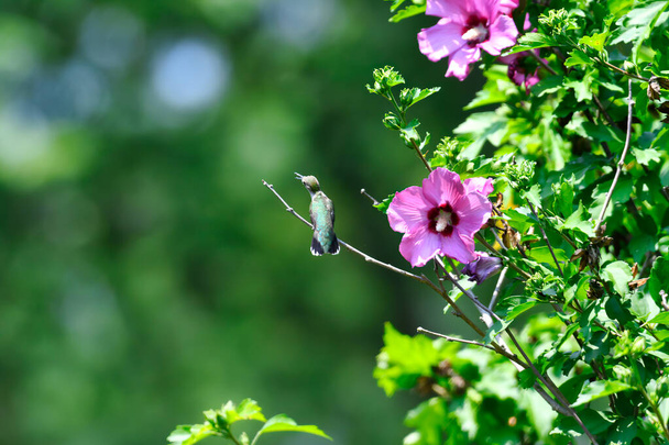 Ruby-Throated Hummingbird Perched on Rose of Sharon Bush Next to Hibiscus Flower Blooms and Green Leaves Facing Sideways with Pollen on Beak on a Sunny Day - Photo, Image