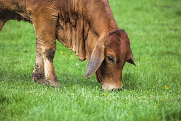 Brahman kráva pasoucí se na trávě closeup - Fotografie, Obrázek