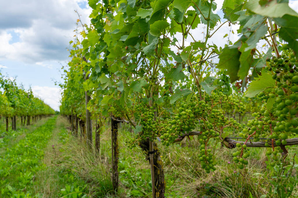 Summertime on Dutch vineyard, young green wine grapes hanging and ripening on grape plants - Fotoğraf, Görsel