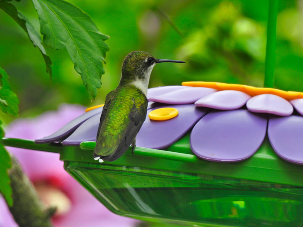 Ruby-Throated Hummingbird Perched on Purple Flower Shaped Bird Nectar Feeder with Pink Flower Blooms and Green Leaves in Background - Photo, Image