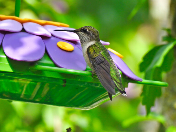 Ruby-Throated Hummingbird Perched on Purple Flower Shaped Bird Nectar Feeder Looking Sideways in Profile View with Green Leaves in Background - Photo, Image
