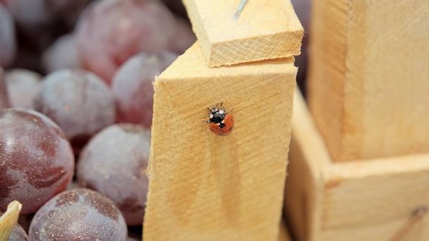 Кошеніль (Coccinellidae) сидить на дерев "яних коробках з червоним виноградом. - Фото, зображення