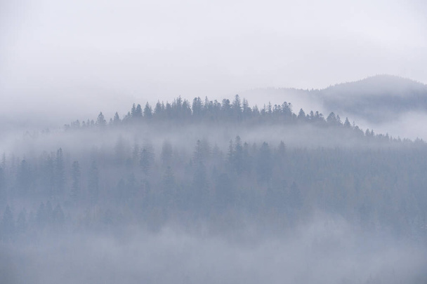 松林の上の霧。ぬれた山のエリアで霧の朝のビュー。鬱蒼とした松林の詳細鍵写真. - 写真・画像