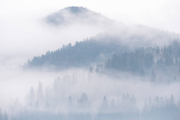 Mgła nad lasem sosnowym. Mglisty widok rano w wilgotnej okolicy górskiej. Szczegóły gęstego lasu sosnowego, High Key Photo. - Zdjęcie, obraz