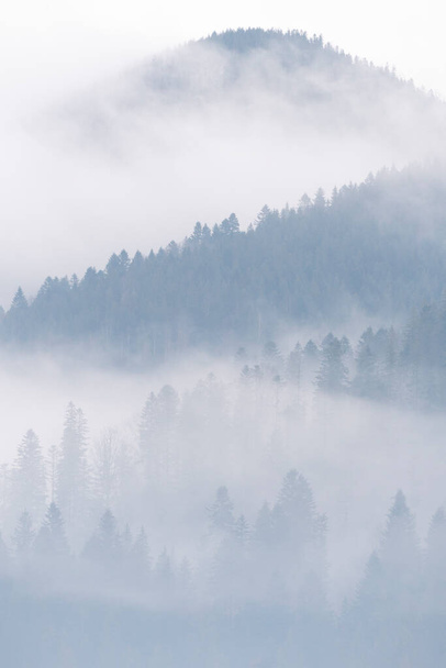 Nebel über Kiefernwäldern. Nebliger Morgenblick in feuchter Bergregion. Detail des dichten Kiefernwaldes, High Key Photo. - Foto, Bild
