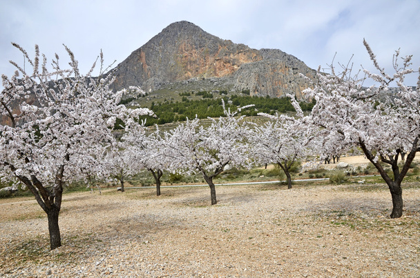 Field of almond blossoms, Zujar - Photo, Image