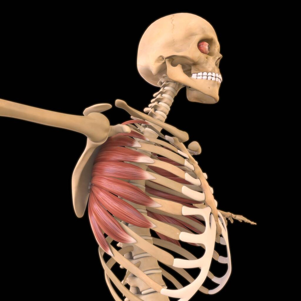 3D Illustratie, Muscle is een zacht weefsel, spiercellen bevatten eiwitten, het produceren van een samentrekking die zowel de lengte en de vorm van de cel verandert. Spieren functie om kracht en beweging te produceren. - Foto, afbeelding