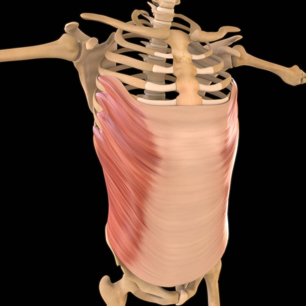 3D Illustration, Muscle is a soft tissue, Muscle cells contain proteins , producing a contraction that changes both the length and the shape of the cell. Muscles function to produce force and motion. - Photo, Image