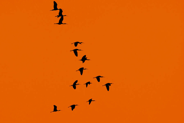 Flying dirds silhouet met suset lucht achtergrond - Foto, afbeelding
