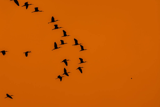 Летающий силуэт грязи на фоне неба сусетов - Фото, изображение