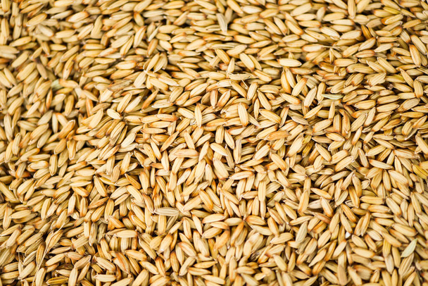 paddy rice texture background, dry seed rice organic paddy agricultural products from in Thailand Asian for food  - Фото, зображення