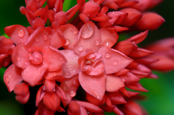 Close up red flower of West Indian Jasmine ( Ixora chinensis Lam - Photo, Image