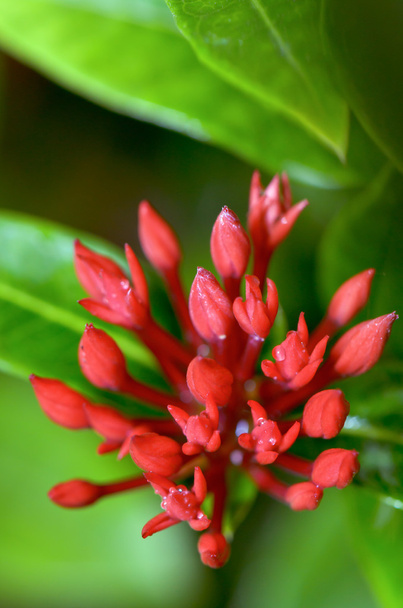 λουλούδι κόκκινο μπουμπούκια του ixora chinensis lamk - Φωτογραφία, εικόνα