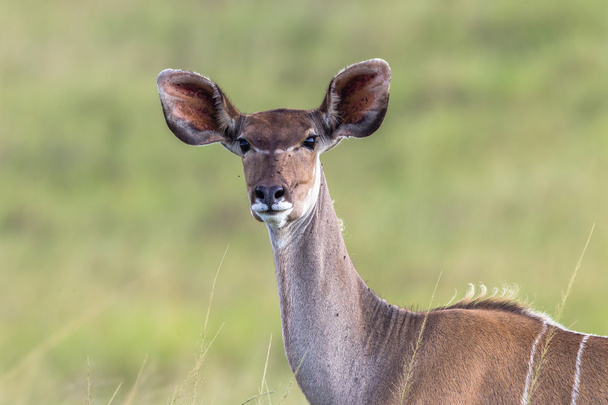 Safari animalier Buck
 - Photo, image